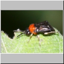 Eutomostethus ephippium - Blattwespe 06b 5mm.jpg